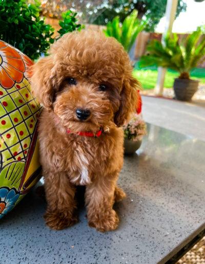 Goldendoodle Toy Red Poodle Male