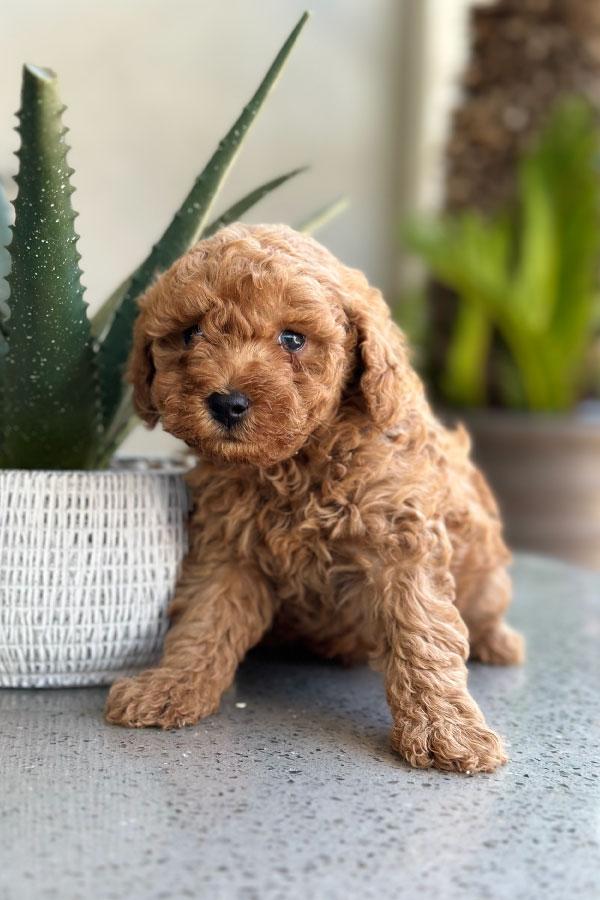 Available Goldendoodle Male Puppy