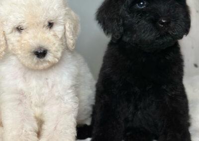 Black female and white male goldendoodle puppies
