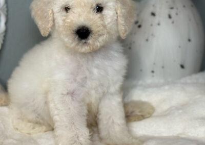 White male goldendoodle puppy